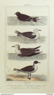 Gravure Vauthier-Buffon 'Goelands' Mouette' Oiseau Des Tempêtes 1833 - Estampes & Gravures