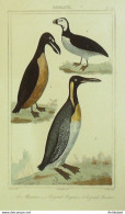 Gravure Vauthier-Buffon 'Macareux' Pingouin' Manchot' 1833 - Estampes & Gravures