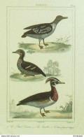 Gravure Vauthier-Buffon 'Sarcelle' Canard Huppé' Petrel Damier 1833 - Prints & Engravings