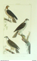 Gravure Vauthier-Buffon 'Janas' Faucon'Sacre' 1833 - Estampes & Gravures