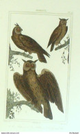 Gravure Vauthier-Buffon 'Scops 'Hibou 'Grand-Duc' 1833 - Prints & Engravings