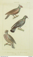 Gravure Vauthier-Buffon 'Pigeons Polonais & Cravatte & Biset' 1833 - Estampes & Gravures