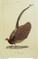 Gravure Vauthier-Buffon 'l'Argas Mâle' 1833 - Prints & Engravings