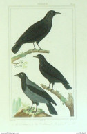 Gravure Vauthier-Buffon 'Corbeau' Corbine' Corneille Mantelée' 1833 - Stiche & Gravuren