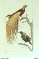 Gravure Vauthier-Buffon 'Oiseau De Paradis' Magnigfique' 1833 - Stiche & Gravuren