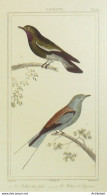 Gravure Vauthier-Buffon 'Rolliers Des Indes & D'Abyssinie' 1833 - Estampes & Gravures