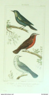 Gravure Vauthier-Buffon 'Calybé' Caïque De Louisianne' Etourneau' 1833 - Estampes & Gravures