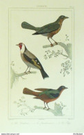 Gravure Vauthier-Buffon 'Verderin' Chardonneret' Pape' 1833 - Estampes & Gravures