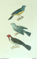 Gravure Vauthier-Buffon 'Diable Enrhumé' Bleuet' Rouge Cap' 1833 - Estampes & Gravures