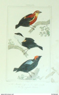 Gravure Vauthier-Buffon 'Manakin Rouge' Casse-Noisette' Figé' 1833 - Estampes & Gravures