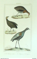 Gravure Vauthier-Buffon 'Tinamou' Magona' Agami' 1833 - Prints & Engravings