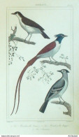 Gravure Vauthier-Buffon 'Moucherelle' Savana' 1833 - Prints & Engravings