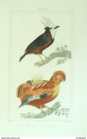 Gravure Vauthier-Buffon 'Plumet Blanc' Coq De Roche' 1833 - Estampes & Gravures