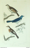 Gravure Vauthier-Buffon 'Gobe-mouche' L'Azur' 1833  - Prints & Engravings