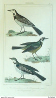 Gravure Vauthier-Buffon 'Lavandière' Bergeronnettes' 1833 - Estampes & Gravures