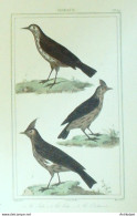 Gravure Vauthier-Buffon 'Sirli'Lulu' Cochevil' 1833 - Estampes & Gravures