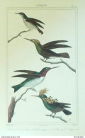 Gravure Vauthier-Buffon 'Oiseau-Mouche' Rubis-Topaze' Huppé-col' 1833 - Prints & Engravings