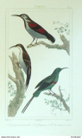 Gravure Vauthier-Buffon 'Grimpereau' Soimanga à Dos Vert' 1833 - Prints & Engravings