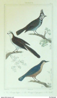 Gravure Vauthier-Buffon 'Mesanges Huppée' Sitelle' 1833 - Estampes & Gravures