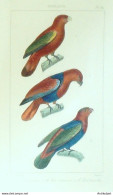 Gravure Vauthier-Buffon 'oris Tricolor Moira & Cramoisi' 1833 - Prenten & Gravure
