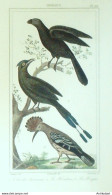 Gravure Vauthier-Buffon 'Houtou' Huppe' Ami Des Savanes' 1833 - Prenten & Gravure