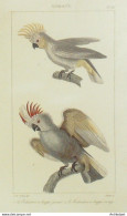 Gravure Vauthier-Buffon 'Kakatoes à Huppe' 1833 - Prints & Engravings