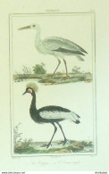 Gravure Vauthier-Buffon 'Cigogne' Oiseau Royal' 1833 - Prenten & Gravure