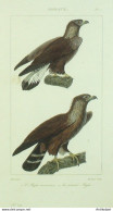 Gravure Massard-Buffon 'Aigles' 1833 - Estampes & Gravures