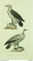 Gravure Massard-Buffon 'Griffon' Percnoptère 1833 - Stiche & Gravuren