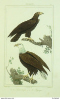 Gravure Vauthier-Buffon 'Pigargue' Aigle' 1833 - Estampes & Gravures