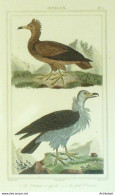 Gravure Vauthier-Buffon 'Vautour à Aigrette' Vautour' 1833 - Prints & Engravings