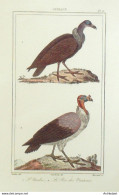 Gravure Vauthier-Buffon 'Urubu' Vautour' 1833 - Prints & Engravings