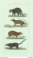 Gravure Vauthier-Buffon 'Raton' Crabier' Agouti' 1833 - Stiche & Gravuren