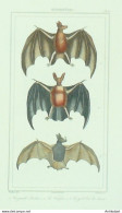 Gravure Vauthier-Buffon 'Séroline' Vampire' Fer-de-Lance' 1833 - Prints & Engravings