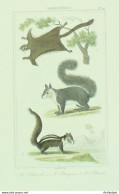 Gravure Vauthier-Buffon 'Polatouche' Palmiste' Petit-gris' 1833 - Estampes & Gravures