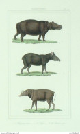 Gravure Vauthier-Buffon 'Hippotame' Tapir' Babiroussa' 1833 - Estampes & Gravures