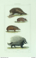 Gravure Vauthier-Buffon 'Coendou' Tandrac' Tenrec' Porc-épic' 1833 - Prints & Engravings