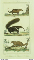 Gravure Vauthier-Buffon 'Tamandua' Tamanoir' Fourmilier' 1833 - Stiche & Gravuren