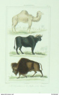 Gravure Vauthier-Buffon 'Dromadaire' Bufle' Bison' 1833 - Stiche & Gravuren