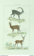 Gravure Vauthier-Buffon 'Bouquetin' Chamois' Antilope' 1833 - Stiche & Gravuren