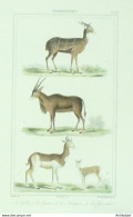 Gravure Vauthier-Buffon 'Guib' Canna' Nanguer' Chevrotain' 1833 - Estampes & Gravures