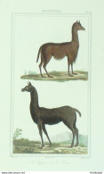 Gravure Vauthier-Buffon 'Vigogne' Lama' 1833 - Estampes & Gravures