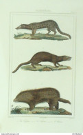 Gravure Vauthier-Buffon 'Fossane' Vansire' Urson' 1833 - Prints & Engravings