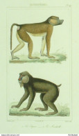 Gravure Vauthier-Buffon 'Papion' Mandrill' 1833 - Estampes & Gravures