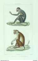 Gravure Vauthier-Buffon 'Mangabey' Bonnet Chinois' 1833 - Stiche & Gravuren