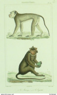 Gravure Vauthier-Buffon ' Macaque' Aigrette' 1833 - Estampes & Gravures