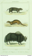 Gravure Vauthier-Buffon 'Souslik' Mangouste' Vacha De Tartariel'  1833 - Stiche & Gravuren