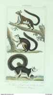 Gravure Vauthier-Buffon 'Taguan' écureuils Malabar & Madagascar' 1833 - Stiche & Gravuren