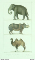 Gravure Vauthier-Buffon 'Eléphant' Rhinocéros' Chameau' 1833 - Stiche & Gravuren