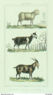Gravure Vauthier-Buffon 'Brebis' Chèvre' Bouc' 1833 - Stiche & Gravuren
